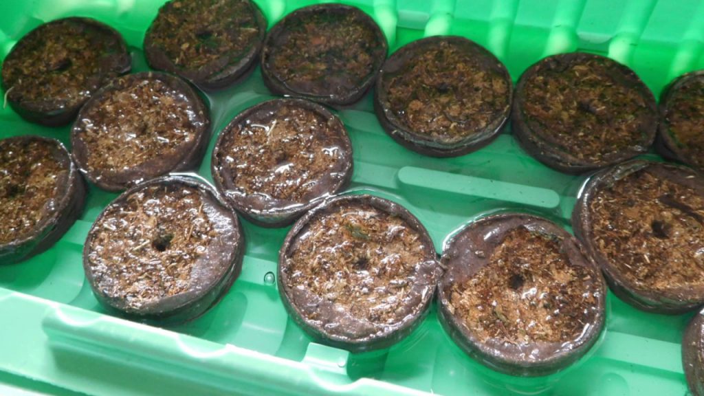 как посадить петунии в торфяные таблетки
